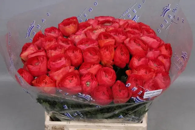 Ranunculus Cloony Fragolino 40cm - 50 Stem Bunch
