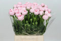 Ranunculus Cloony Hanoi Pink 40cm - 50 Stem Bunch