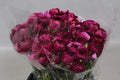 Ranunculus Cloony Renoir 40cm - 50 Stem Bunch