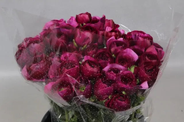 Ranunculus Cloony Renoir 40cm - 50 Stem Bunch