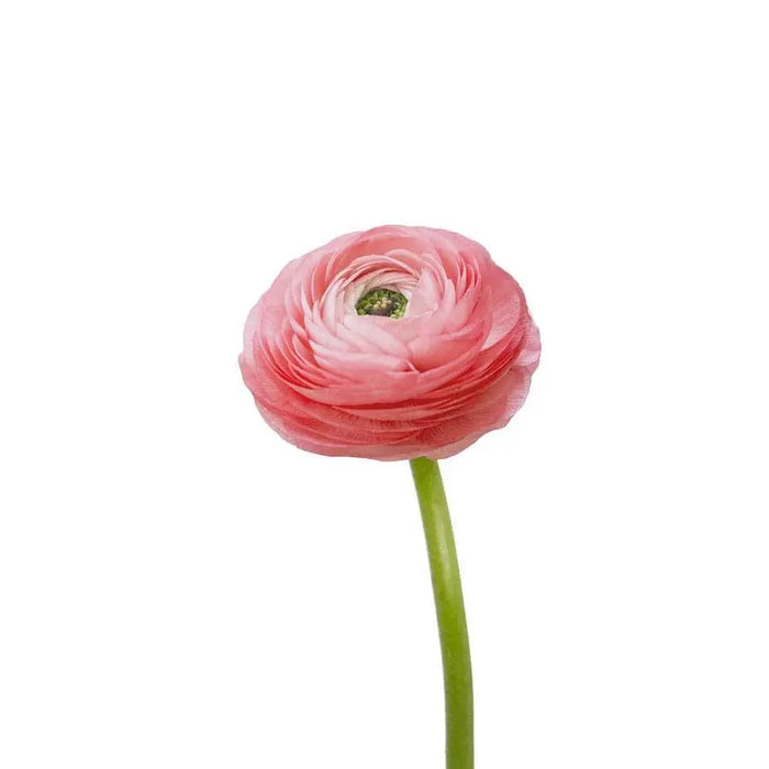 Ranunculus Pink 35cm - 50 Stem Bunch