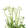 Ranunculus White 35cm - 50 Stem Bunch