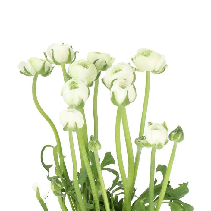 Ranunculus White 35cm - 50 Stem Bunch
