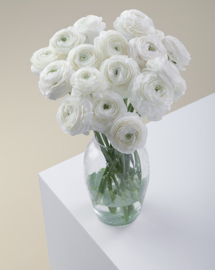 Ranunculus White