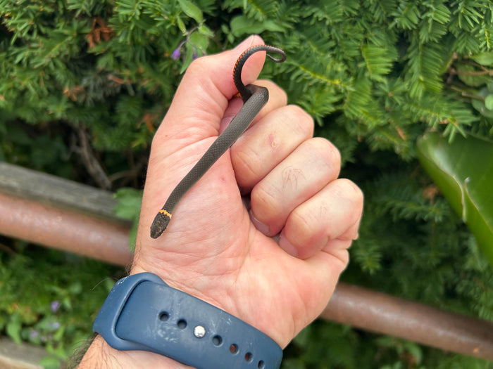 Ringneck Snake
