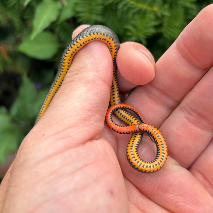 Ringneck Snake