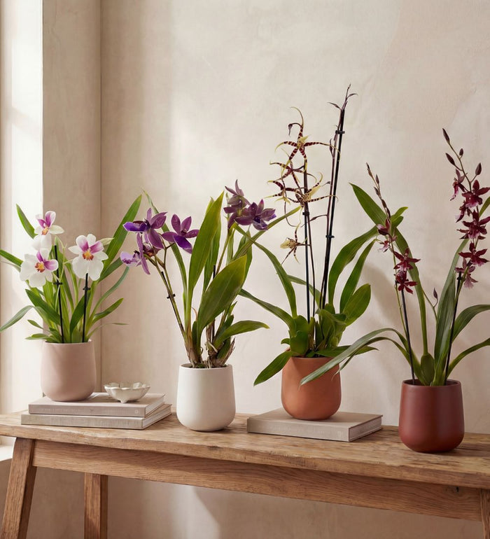 Scented Orchid & Pot