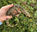 Small Asian Water Monitor (2)