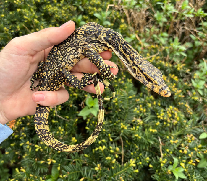 Small Asian Water Monitor (2)