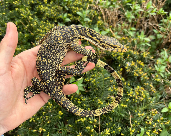 Small Asian Water Monitor (2)