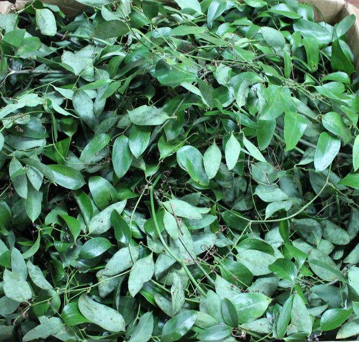 Smilax Southern Bale - Approximately 100 Feet