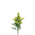 Solidago 70cm - 25 Stem Bunch