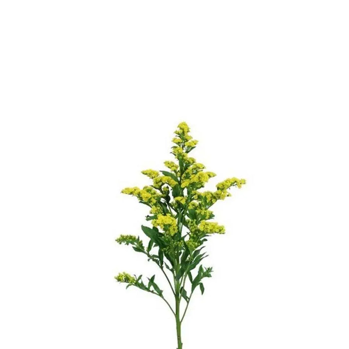 Solidago 70cm - 25 Stem Bunch