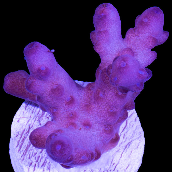 Solomon Island Purple Monster Acropora Coral (imported 2024) - Lg Frag