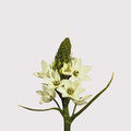 Stars of Bethlehem Thyrsoides - 50 Stem Bunch