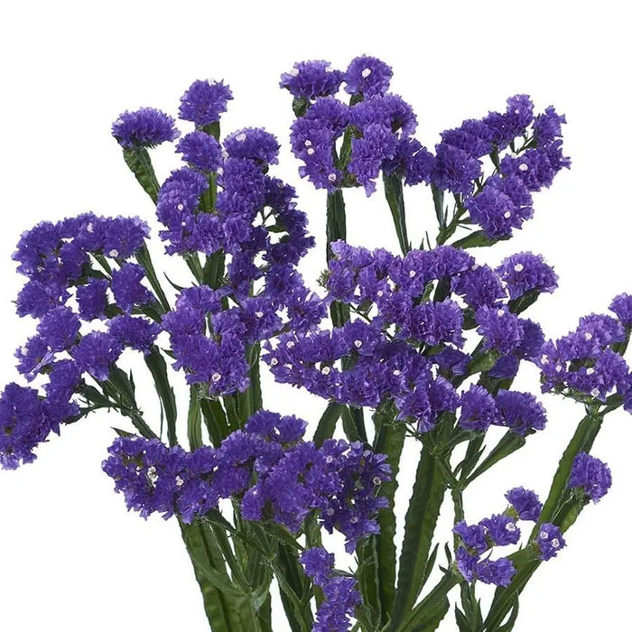 Statice Navy Sun Birds - 25 Stem Bunch