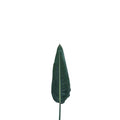 Strelitzia Leaf 80cm - 20 Stem Bunch