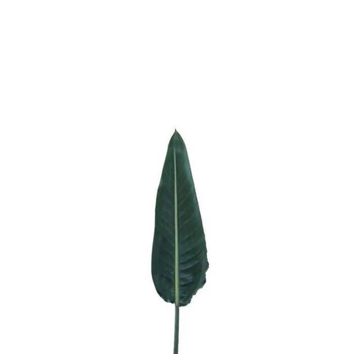 Strelitzia Leaf 80cm - 20 Stem Bunch