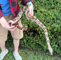 Sub-Adult Guyana Boa (Male 1)
