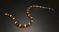 Sub-Adult Scarlet Kingsnake