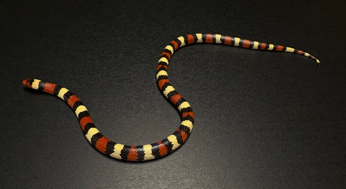 Sub-Adult Scarlet Kingsnake