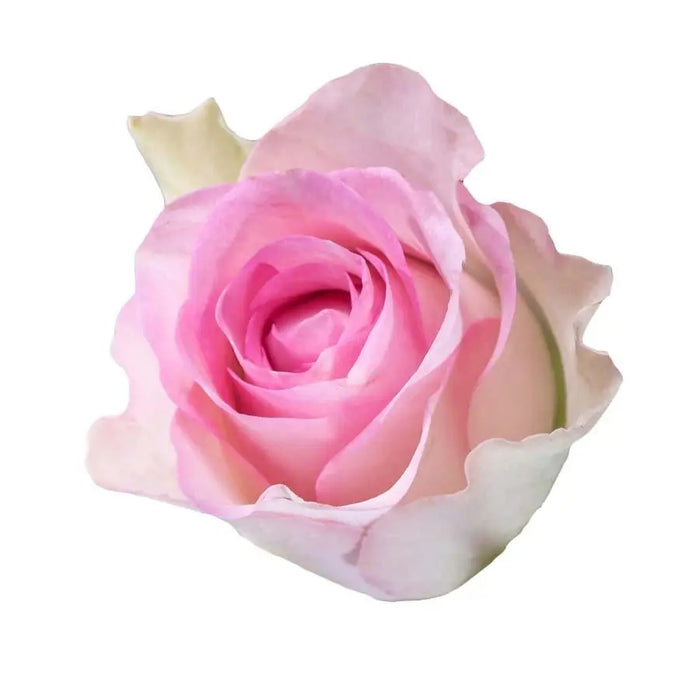 Sweetheart Rose Lovely Jewel - 20 Stem Bunch