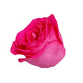 Sweetheart Rose Orchestra - 20 Stem Bunch