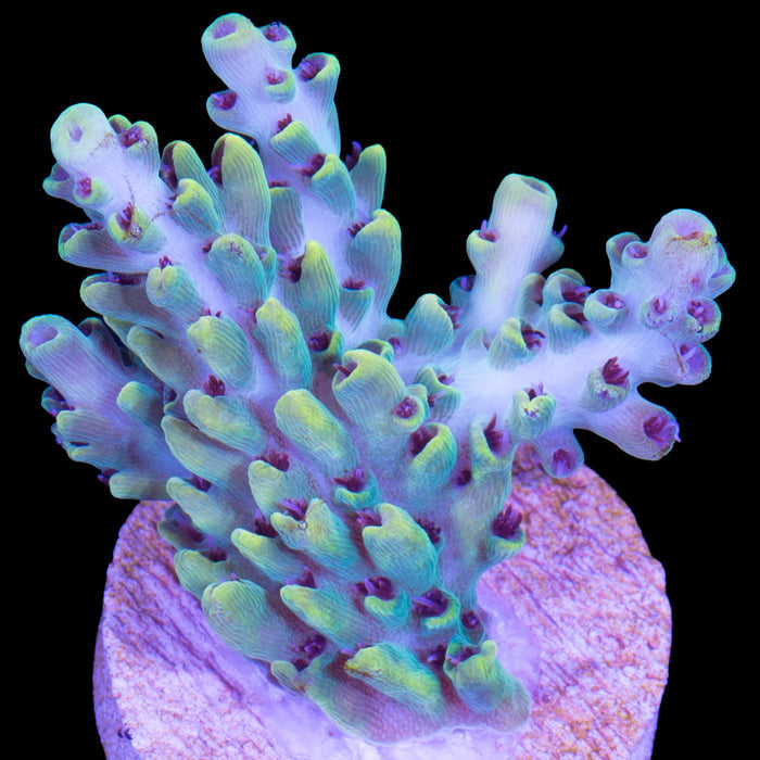 TCK Pikachu Acropora Coral - Chunky Frag