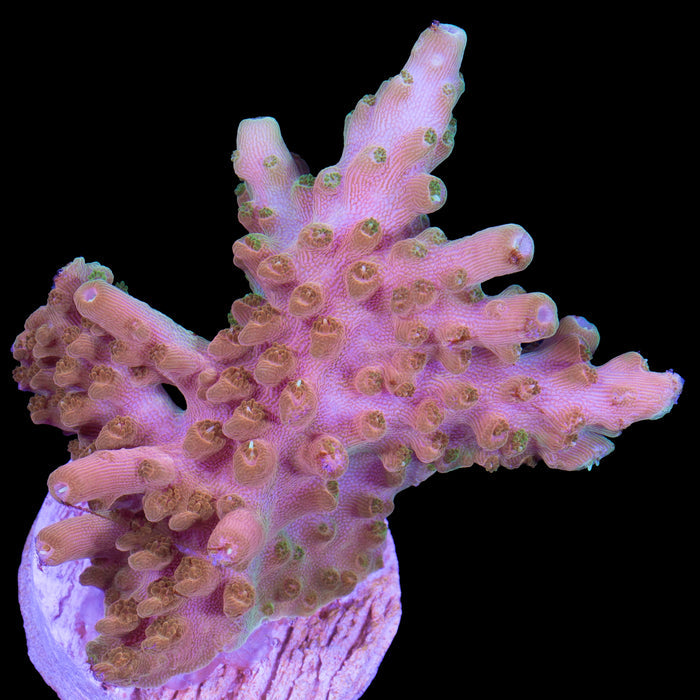 TGC Orange Creamsicle Acropora Coral - New Release