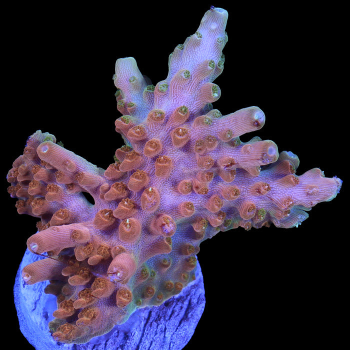 TGC Orange Creamsicle Acropora Coral - New Release