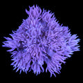 Ultra Purple Goniopora Coral