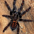 Venezuelan Sun Tiger Tarantula