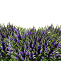 A lush 40-stem bunch of Veronica Spray Clea Diana featuring multiple purple flowering spikes on each stem for a full, textured appearance.