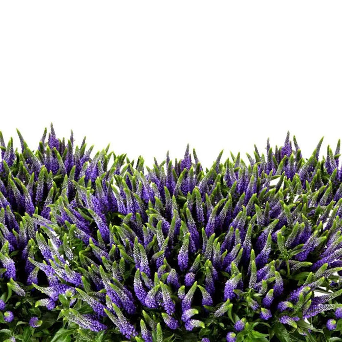 A lush 40-stem bunch of Veronica Spray Clea Diana featuring multiple purple flowering spikes on each stem for a full, textured appearance.