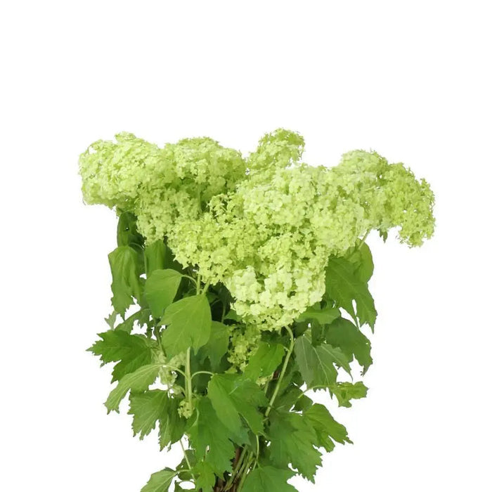 A close up of viburnum roseum bunch showing its bright green petals, and thick foliage
