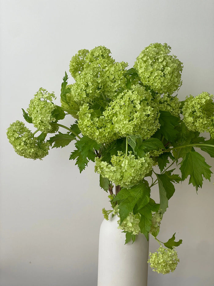 A tall arrangement of Viburnum Roseum in a modern white vase