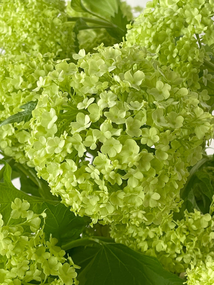 A close up of viburnum roseum bright green petals