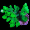 Vivid's Branching Psammocora Coral - Lg Frag