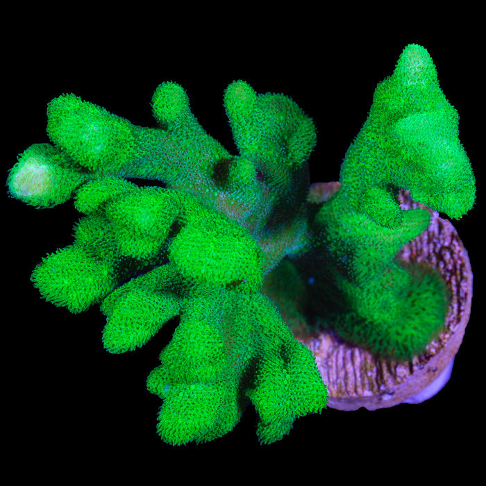 Vivid's Branching Psammocora Coral - Lg Frag