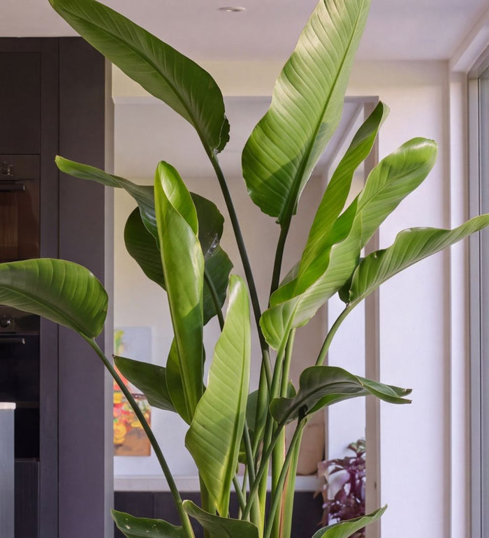 Close-up of XL Bird of Paradise large paddle-shaped leaves