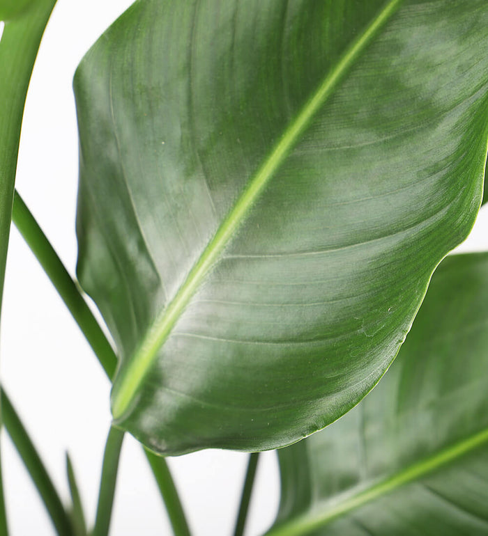 XL Bird of Paradise