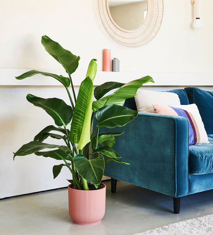 XL Bird of Paradise