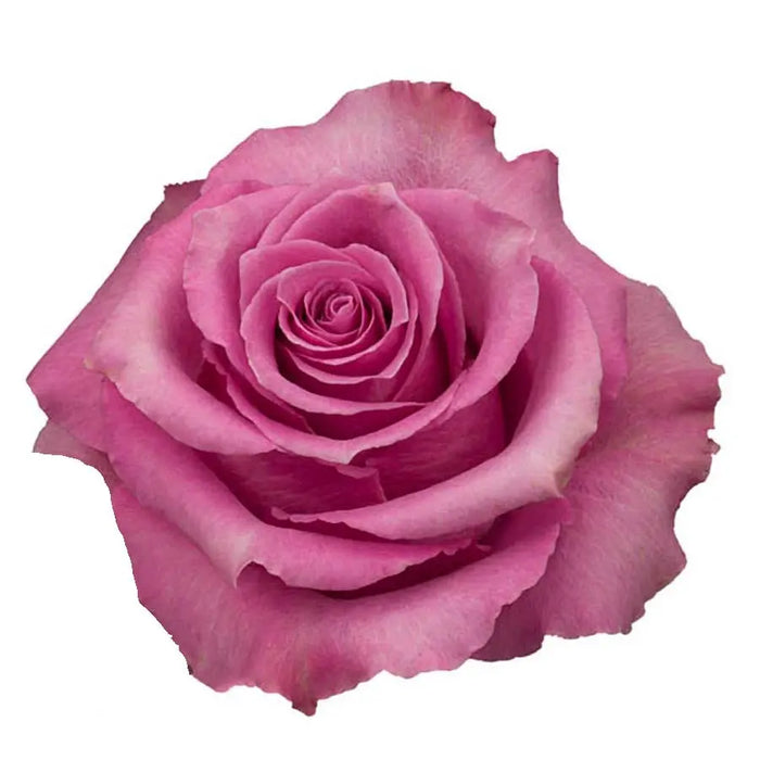 Yellow and Pinks PetalKit PetalDrivenCom