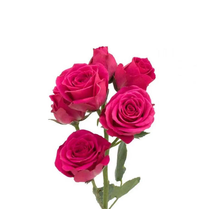 Yellow and Pinks PetalKit PetalDrivenCom