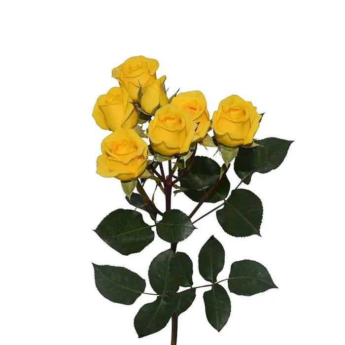 Yellow and Pinks PetalKit PetalDrivenCom