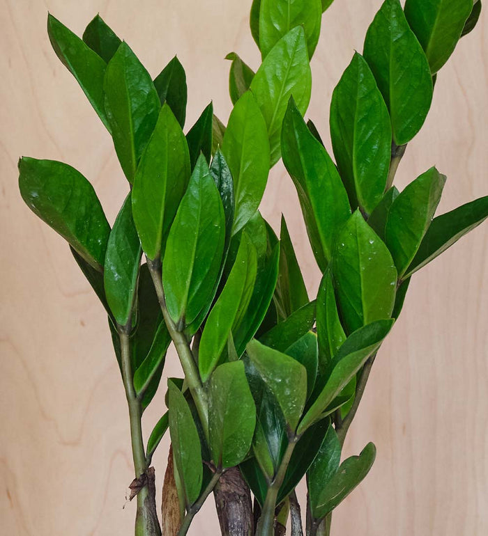 ZZ Plant & Pot